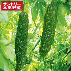 [26年5月中下旬予約]ゴーヤ：ごろごろゴーヤ（苦瓜・ニガウリ）自根苗3号ポット* 12株セット