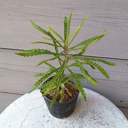 バンクシア：スピヌローサ4号ポット