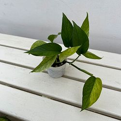 ポトス：テルノシャララ　3号ポット