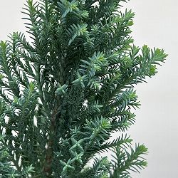 コニファー(ローソンヒノキ)：エルウッズ ブルーエンパイア3号ポット