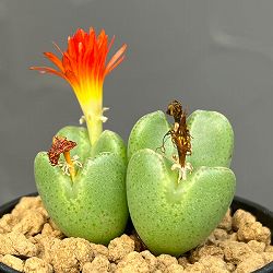 コノフィツム：祝典　2.5号ポット