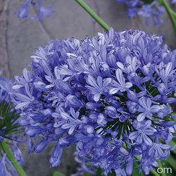 アガパンサス：ヘッドボーンハイブリッド4号ポット