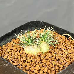 オーニソガラム：サルディエミー　2.5号鉢植え