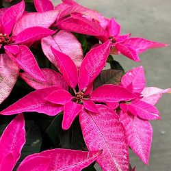プリンセチア：ピンクブラッシュ5号鉢植え
