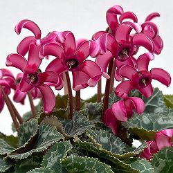 シクラメン（ミニ）：カール（25-01）3-3.5号ポット【現品販売】