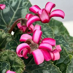 シクラメン（ミニ）：カール（25-03）3-3.5号ポット【現品販売】