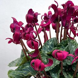 シクラメン（ミニ）：カール（25-04）3-3.5号ポット【現品販売】