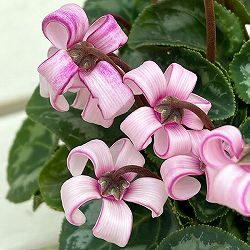 シクラメン（ミニ）：カール（25-05）3-3.5号ポット【現品販売】