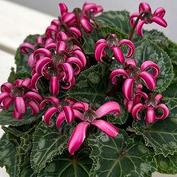 シクラメン（ミニ）：カール（25-06）3-3.5号ポット【現品販売】