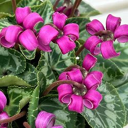 シクラメン（ミニ）：カール（25-07）3-3.5号ポット【現品販売】