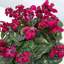 シクラメン（ミニ）：カール（25-08）3-3.5号ポット【現品販売】