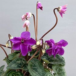 シクラメン：ローゼス　ブルー3.5号ポット