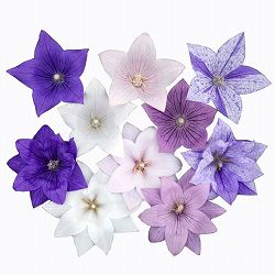 おもてなしキキョウ11種セット