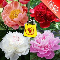 切り花で人気のシャクヤクの苗4種セット（4号ポット）