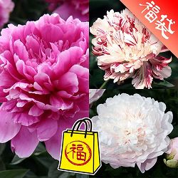 シャクヤク：和種の人気3種セット（4号ポット）