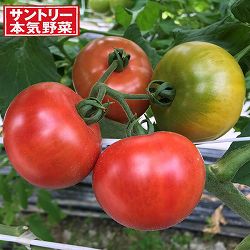 [26年4月下旬予約]トマト：こいあじ中玉自根苗3号ポット 6株セット