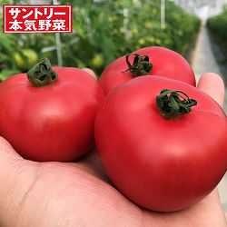 [26年4月下旬予約]トマト：こいあじ中玉自根苗3号ポット 12株セット