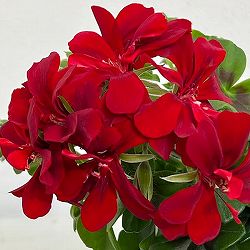 アイビーゼラニウム：シビルベッキー4号ポット*