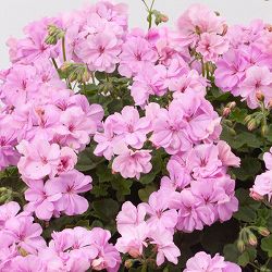 アイビーゼラニウム：シビルロジー4号ポット*