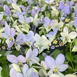 ビオラ：宮崎ビオラ（石川園芸さん）　白うさぎ3号ポット 6株セット