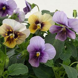 ビオラ：藍月（あいづき）3.5号ポット 6株セット