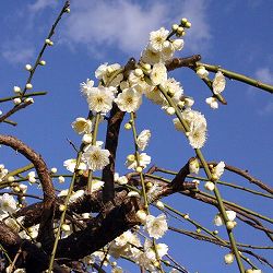 花梅（ハナウメ）：緑萼（リョクガク）枝垂れ8号ポット