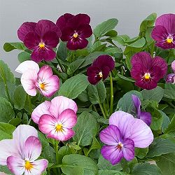 ビオラ：こももこべに3号ポット 6株セット