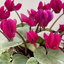 シクラメン（ミニ）：白銀の世界（濃いピンク系）3号ポット