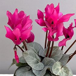 シクラメン（ミニ）：白銀の世界（ピンク系）　3号ポット