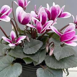 シクラメン（ミニ）：白銀の世界（パープルホワイト・ファンタジア系）3号ポット