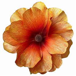 [26年1月中下旬予約]ラナンキュラス：ラックス　アグニ3.5-4号ポット