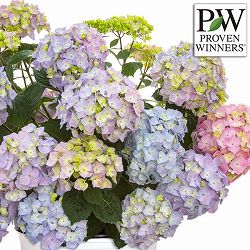 [26年5月中下旬予約]アジサイ：サマーメドレー ペールシャボン5号鉢植え