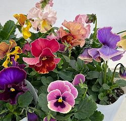 パンジー（フリル咲き）：アーカイブ3号ロングポット