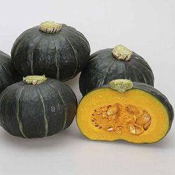 [26年4月下旬予約]カボチャ：パンプキッズ自根苗3.5号ポット 6株セット