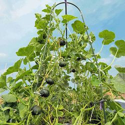 [送料無料][26年4月下旬予約]カボチャ：パンプキッズ自根苗3.5号ポット 20株セット