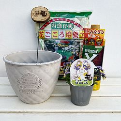 見元園芸さんのビオラ：にゃんにゃんぽこにゃん植え込みセット（ホワイト鉢・エックスエナジー付）