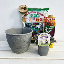 見元園芸さんのビオラ：にゃんにゃんぽこにゃん植え込みセット（グレー鉢・エックスエナジー付）