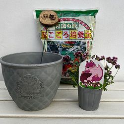見元園芸さんのビオラ：食いしん坊のもぐもぐモモンガ　植え込みセット（グレー鉢）