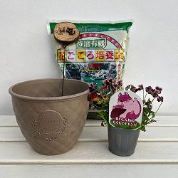 見元園芸さんのビオラ：食いしん坊のもぐもぐモモンガ　植え込みセット（ベージュ鉢）