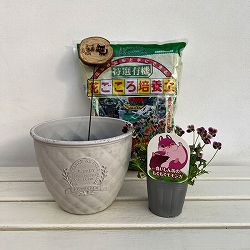 見元園芸さんのビオラ：食いしん坊のもぐもぐモモンガ　植え込みセット（ホワイト鉢）