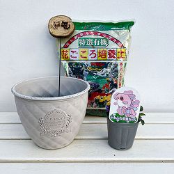 見元園芸さんのビオラ：ふわふわ金魚ちゃん　植え込みセット（ホワイト鉢）