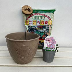 見元園芸さんのビオラ：ふわふわ金魚ちゃん　植え込みセット（ベージュ鉢）