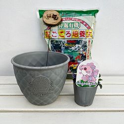 見元園芸さんのビオラ：ふわふわ金魚ちゃん　植え込みセット（グレー鉢）