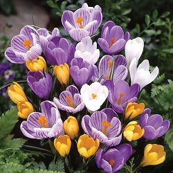 クロッカス：花色アソート3号 3ポットセット