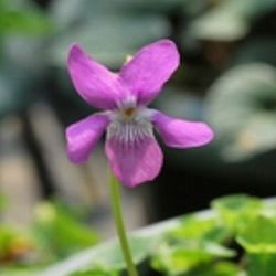 [26年1月中下旬予約]スミレ：アレナリア・ロゼア2.5号ポット