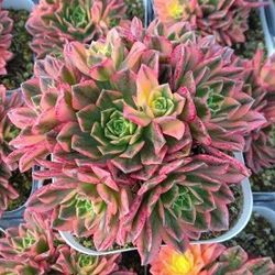 アエオニウム：テンチャニシキ（多頭タイプ）　3.5号ポット