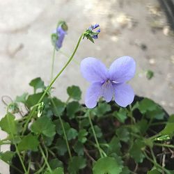 [26年1月中下旬予約]スミレ：バンクシィ ベイビーブルー2.5号ポット