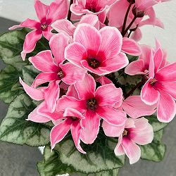 シクラメン：アンジュ リップピンク3.5号底面給水角鉢