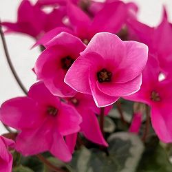 シクラメン：アンジュ パープル3.5号底面給水角鉢