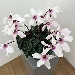 シクラメン：オートジャイロ（25-02）5号鉢植え【現品販売】